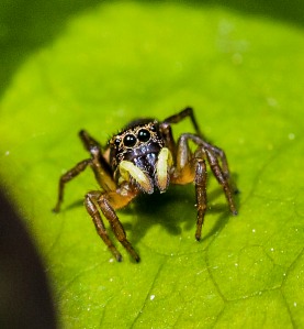 UK Jumping spider (possibly Heliophanus flavipes) Photo courtesy of Simon Robson